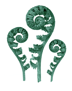 Chris Hodgson - Landscape Architect